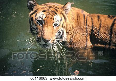Tiger (Panthera tigris) View Large Photo Image Stock Image - Tiger (Panthera tigris). Fotosearch