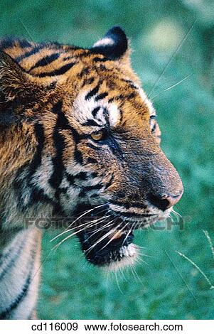 Tiger (Panthera tigris) View Large Photo Image Stock Photo - Tiger (Panthera tigris). Fotosearch