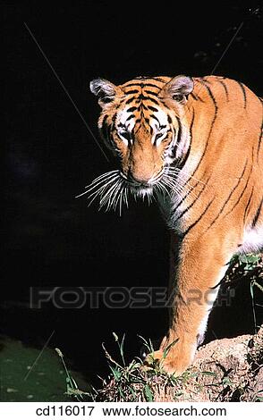 Tiger (Panthera tigris) View Large Photo Image Stock Photo - Tiger (Panthera tigris). Fotosearch