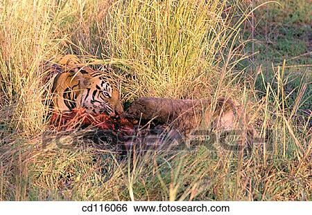 Tiger (Panthera tigris) View Large Photo Image Stock Photograph - Tiger (Panthera tigris). Fotosearch