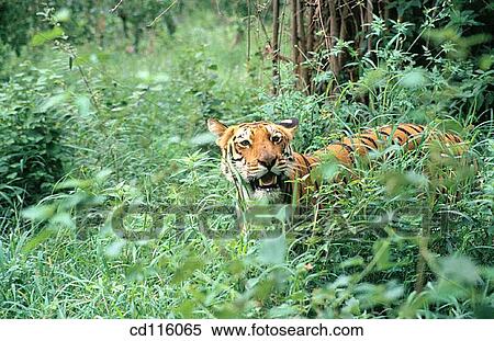Tiger (Panthera tigris) View Large Photo Image Stock Photography - Tiger (Panthera tigris). Fotosearch