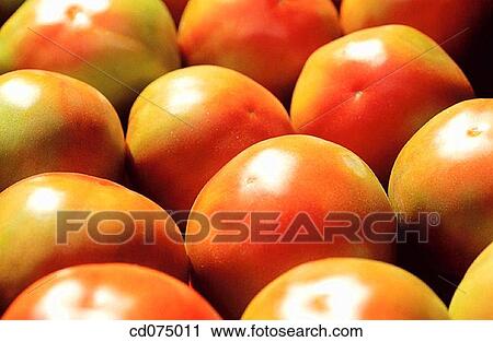 Tomatoes View Large Photo Image Stock Image - Tomatoes. Fotosearch
