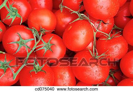 Tomatoes View Large Photo Image Stock Image - Tomatoes. Fotosearch