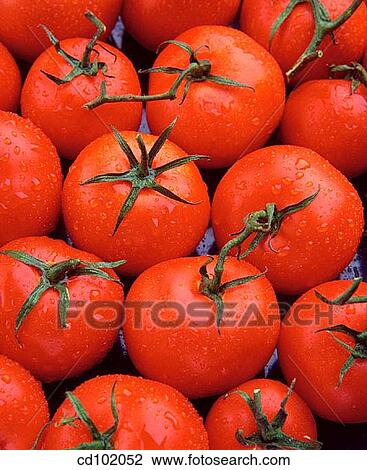 Tomatoes View Large Photo Image Stock Image - Tomatoes. Fotosearch
