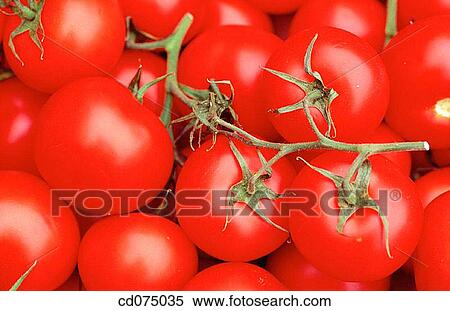 Tomatoes View Large Photo Image Stock Photography - Tomatoes. Fotosearch