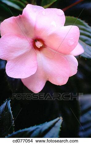 Picture - Touch-me-not. Fotosearch