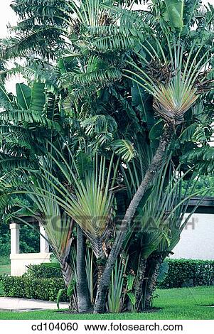 Stock Image - Traveler's Palm (Ravenala madagascariensis). Fotosearch