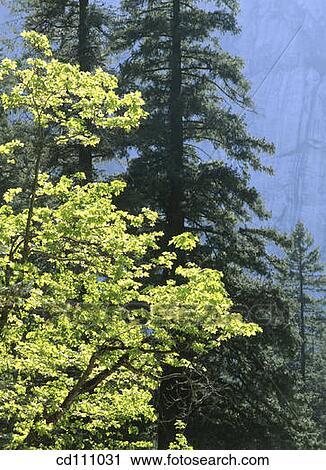 Trees. Yosemite National Park. California. USA View Large Photo Image Stock Image - Trees. Yosemite National Park. California. USA. Fotosearch