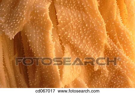 Tripe View Large Photo Image Stock Photo - Tripe. Fotosearch