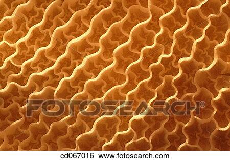Tripe View Large Photo Image Stock Photograph - Tripe. Fotosearch