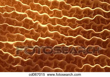 Tripe View Large Photo Image Stock Photography - Tripe. Fotosearch