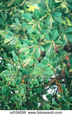 Tropical Almond (Terminalia catappa) View Large Photo Image Stock Photo - Tropical Almond (Terminalia catappa). Fotosearch