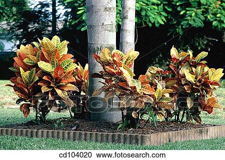 Tropical garden View Large Photo Image Stock Image - Tropical garden. Fotosearch