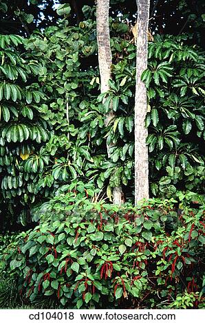 Stock Photo - Tropical garden. Fotosearch