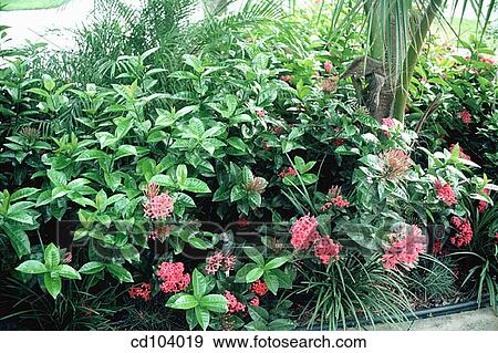Tropical garden View Large Photo Image Stock Photo - Tropical garden. Fotosearch