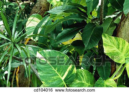 Stock Photograph - Tropical garden. Fotosearch