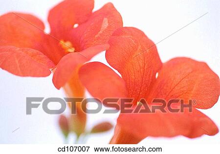 Trumpet Vine (Campsis radicans) View Large Photo Image Stock Photo - Trumpet Vine (Campsis radicans). Fotosearch