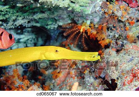 Trumpetfish. Indo-Pacific Ocean. View Large Photo Image Stock Photo - Trumpetfish. Indo-Pacific Ocean.. Fotosearch