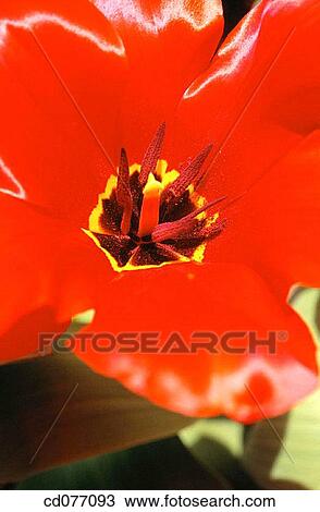 Tulip View Large Photo Image Stock Image - Tulip. Fotosearch