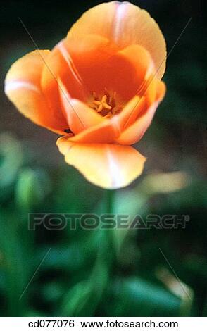 Stock Photograph - Tulip. Fotosearch