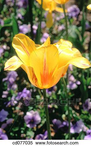 Tulip View Large Photo Image Stock Photography - Tulip. Fotosearch