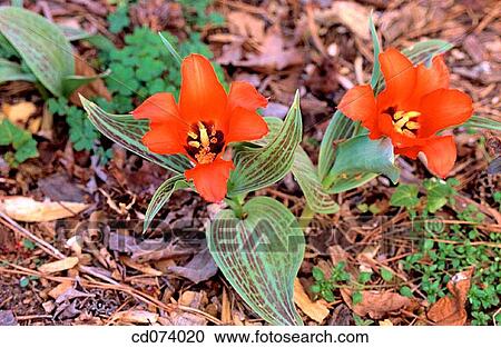 Tulip (Tulipa gregii) View Large Photo Image Stock Image - Tulip (Tulipa gregii). Fotosearch