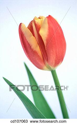 Tulip (Tulipa hybr. ) View Large Photo Image Stock Image - Tulip (Tulipa hybr. ). Fotosearch