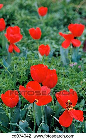 Tulip (Tulipa sp. ) View Large Photo Image Stock Image - Tulip (Tulipa sp. ). Fotosearch