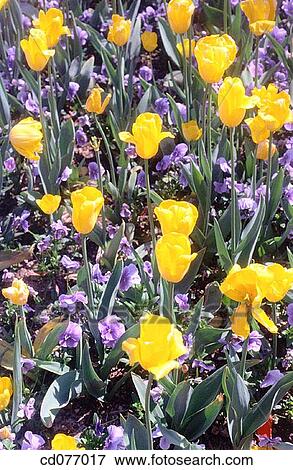 Stock Photo - Tulips and pansies. Fotosearch