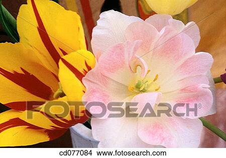 Tulips View Large Photo Image Picture - Tulips. Fotosearch