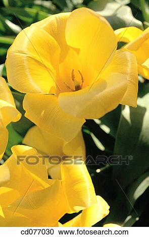 Tulips View Large Photo Image Stock Image - Tulips. Fotosearch