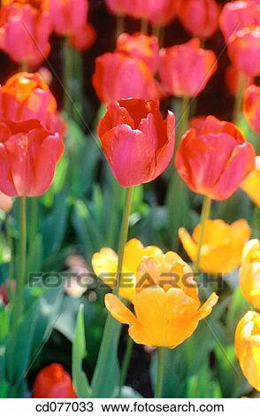 Tulips View Large Photo Image Stock Image - Tulips. Fotosearch