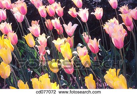 Stock Image - Tulips. Fotosearch