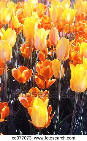 Tulips View Large Photo Image Stock Image - Tulips. Fotosearch