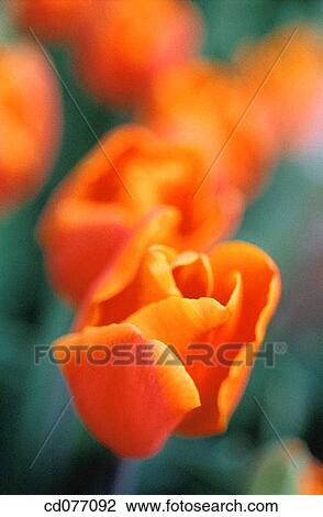 Stock Image - Tulips. Fotosearch
