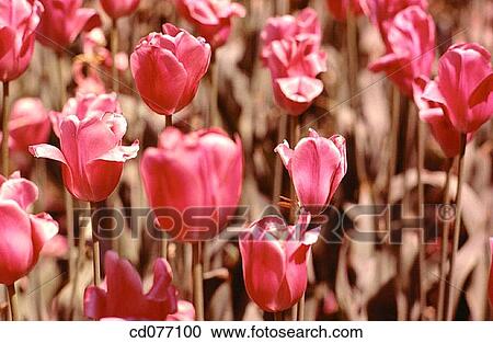 Tulips View Large Photo Image Stock Image - Tulips. Fotosearch