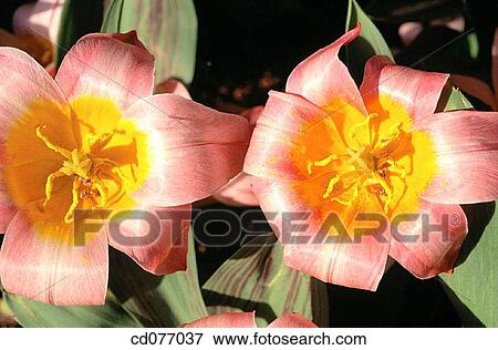 Tulips View Large Photo Image Stock Photo - Tulips. Fotosearch