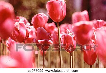Tulips View Large Photo Image Stock Photo - Tulips. Fotosearch