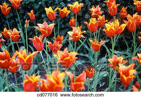 Tulips View Large Photo Image Stock Photograph - Tulips. Fotosearch