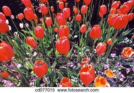 Tulips View Large Photo Image Stock Photography - Tulips. Fotosearch