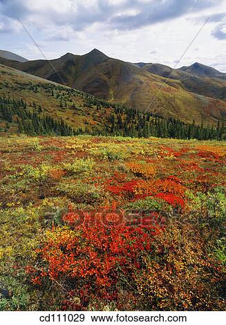 Tundra at fall. Richardson Mountains. Yukon. Canada View Large Photo Image Stock Photo - Tundra at fall. Richardson Mountains. Yukon. Canada. Fotosearch