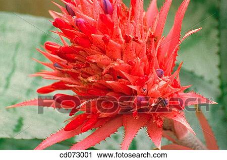 Urn plant (Aechmea fasciata) View Large Photo Image Stock Image - Urn plant (Aechmea fasciata). Fotosearch