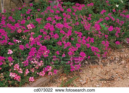 Verbenas (Verbena x hybrida) View Large Photo Image Stock Image - Verbenas (Verbena x hybrida). Fotosearch