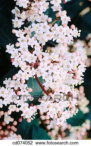 Viburnum (Viburnum davidii) View Large Photo Image Stock Image - Viburnum (Viburnum davidii). Fotosearch