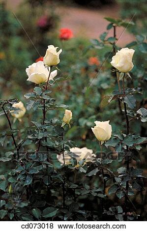 White hybrid rose bush View Large Photo Image Stock Photo - White hybrid rose bush. Fotosearch