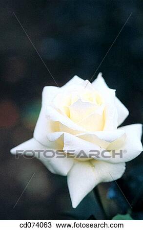 Stock Image - White Hybrid Tea Rose (Rosa sp. ). Fotosearch