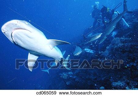 White-tip Reef Shark (Triaenodon obesus). Mamanucas. Fiji Islands. View Large Photo Image Stock Photo - White-tip Reef Shark (Triaenodon obesus). Mamanucas. Fiji Islands.. Fotosearch