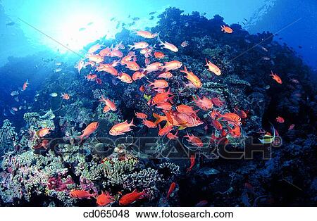 Stock Photo - Whitespot Soldierfish (Myripristis woodsi). Maldive Islands.. Fotosearch