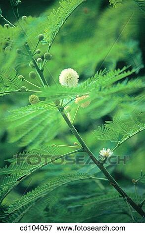 Wild or Horse Tamarind (Leucaena glauca) View Large Photo Image Stock Photo - Wild or Horse Tamarind (Leucaena glauca). Fotosearch