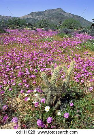 Wildflowers and cactus. Baja California. Mexico View Large Photo Image Stock Photo - Wildflowers and cactus. Baja California. Mexico. Fotosearch